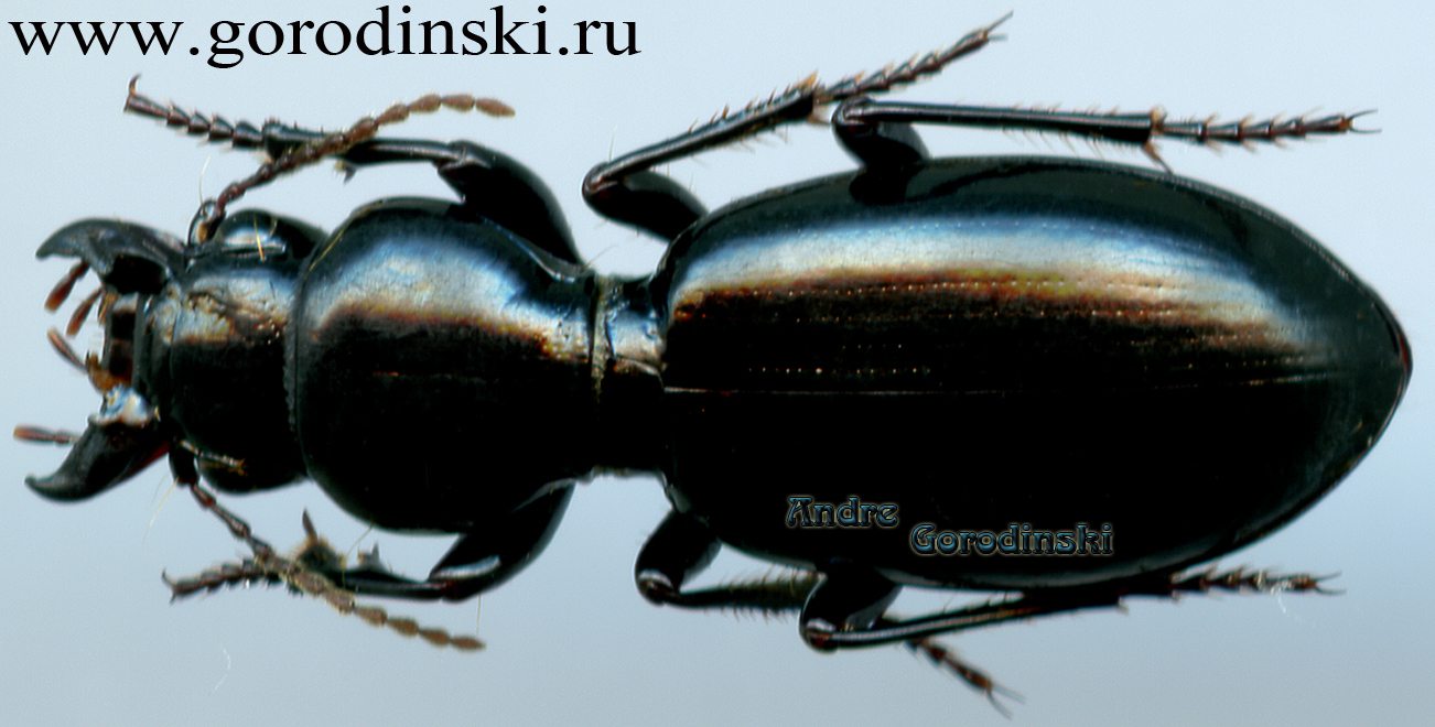 http://www.gorodinski.ru/carabidae/Broscus przewalskii.jpg